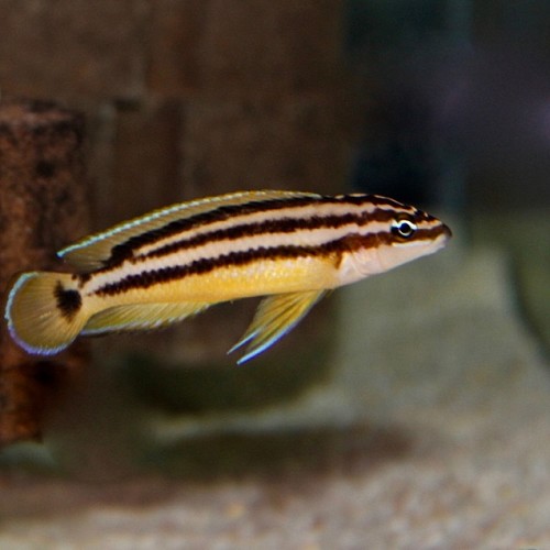 Julidochromis ornatus - Gelber schlankcichlide 4-5 cm